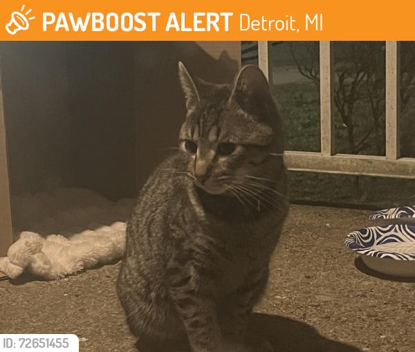 Found/Stray Male Cat last seen Heckel park, Detroit, MI 48219