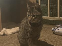 Found/Stray Male Cat last seen Heckel park, Detroit, MI 48219