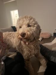 Lost Female Dog last seen Main st & McNeely , Mooresville, NC 28115