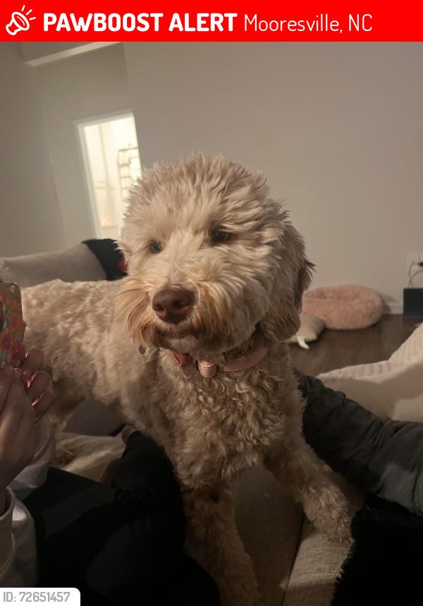 Lost Female Dog last seen Main st & McNeely , Mooresville, NC 28115