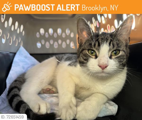 Found/Stray Male Cat last seen Between Hewes and unió. , Brooklyn, NY 11211