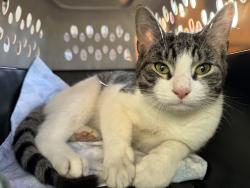Found/Stray Male Cat last seen Between Hewes and unió. , Brooklyn, NY 11211
