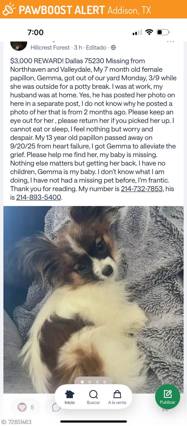 Found/Stray Unknown Dog last seen Addison , Addison, TX 75001