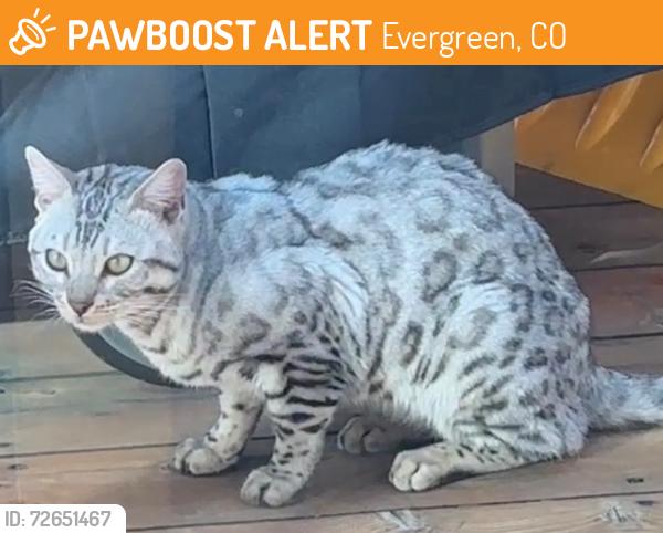 Found/Stray Unknown Cat last seen Armadillo trail and Grizzly, Evergreen, CO 80439