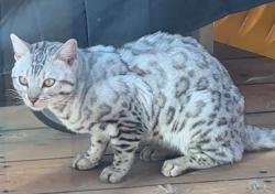 Found/Stray Unknown Cat last seen Armadillo trail and Grizzly, Evergreen, CO 80439