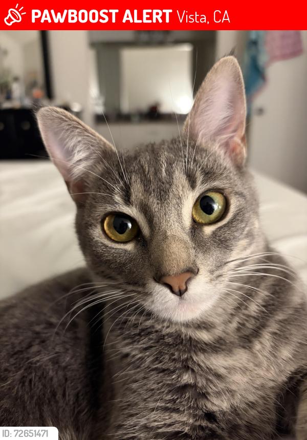Lost Female Cat last seen N Santa Fe Ave, Vista, CA 92084