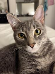 Lost Female Cat last seen N Santa Fe Ave, Vista, CA 92084