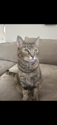 Lost Female Cat last seen Oklea, Junction City, OR 97448