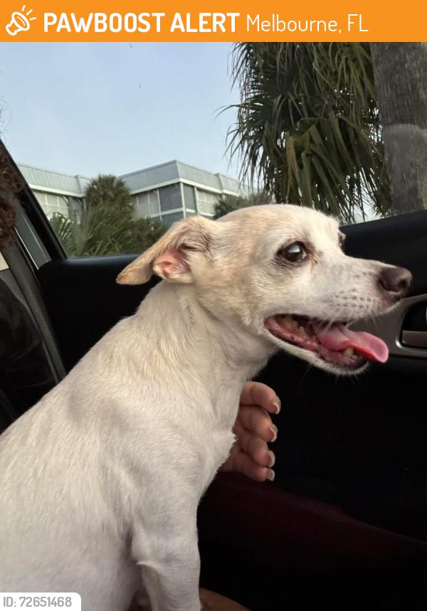 Found/Stray Male Dog last seen US1 and Sarno Rd Melbourne Fl, Melbourne, FL 32935