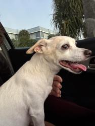 Found/Stray Male Dog last seen US1 and Sarno Rd Melbourne Fl, Melbourne, FL 32935