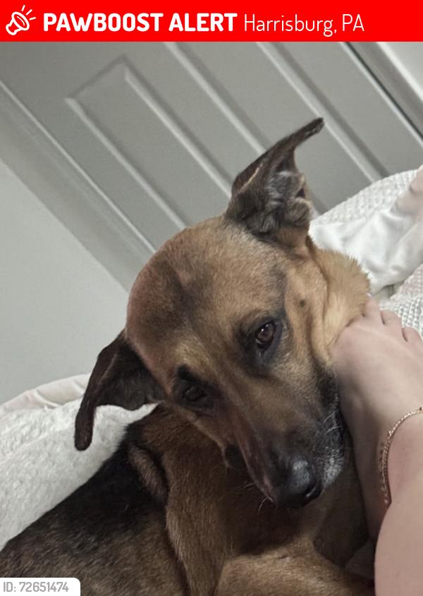 Lost Female Dog last seen Near S highlands Cir , Harrisburg, PA 17111