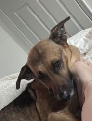 Lost Female Dog last seen Near S highlands Cir , Harrisburg, PA 17111