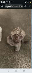 Lost Male Dog last seen Rex rd, Rex, GA 30273