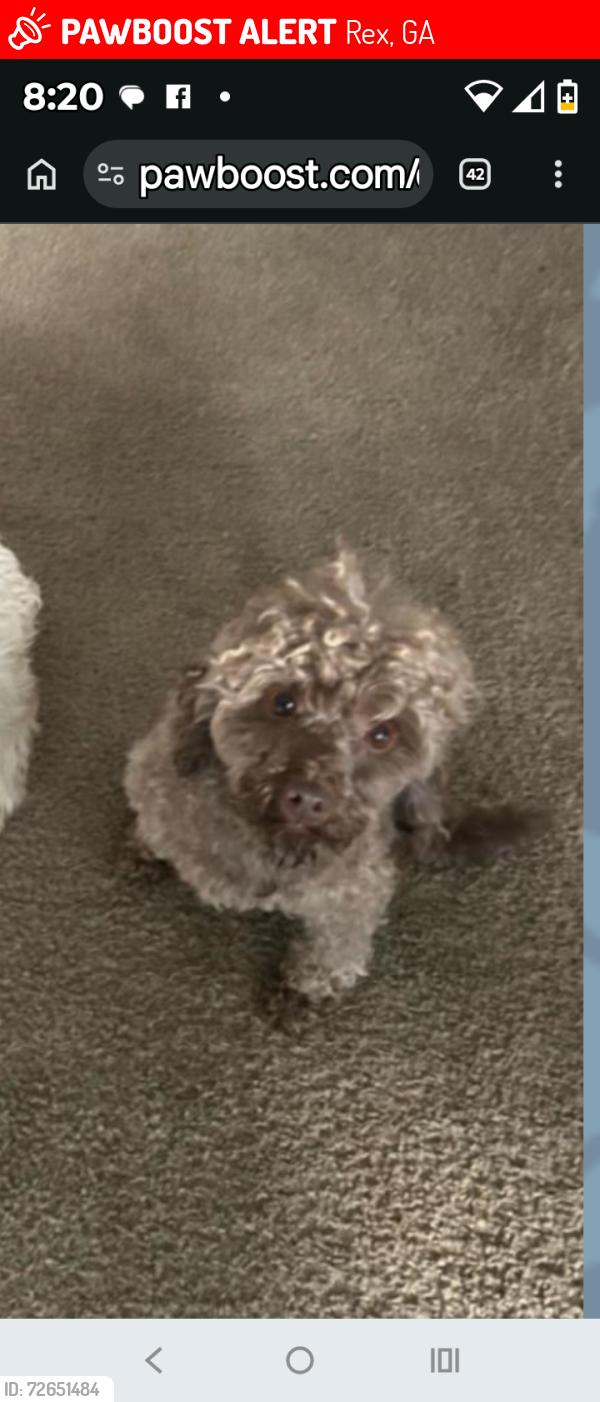 Lost Male Dog last seen Rex rd, Rex, GA 30273