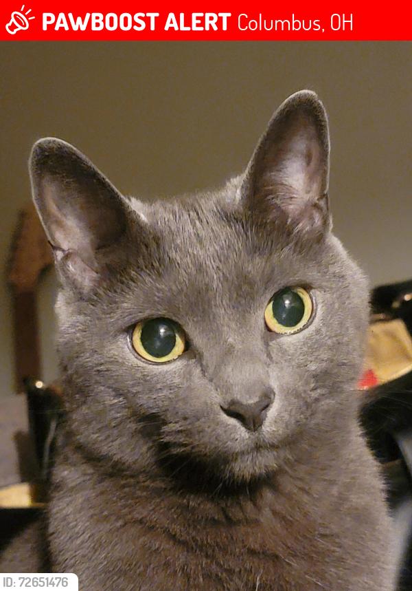 Lost Male Cat last seen Glenview park, Columbus, OH 43204