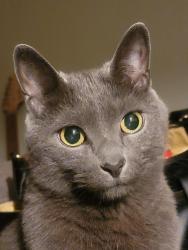 Lost Male Cat last seen Glenview park, Columbus, OH 43204