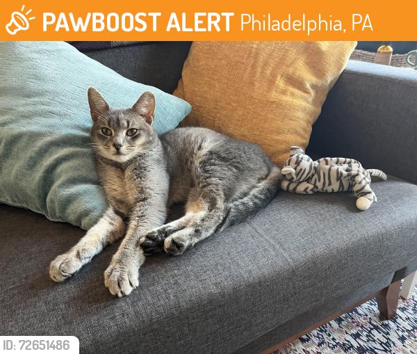 Found/Stray Male Cat last seen 46th and Chester Ave, Philadelphia, PA 19143
