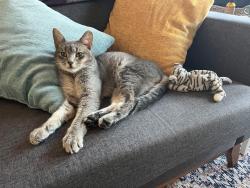 Found/Stray Male Cat last seen 46th and Chester Ave, Philadelphia, PA 19143