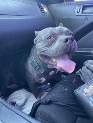Found/Stray Male Dog last seen 98th street and Dennis Chavez middle of intersection , Albuquerque, NM 87121