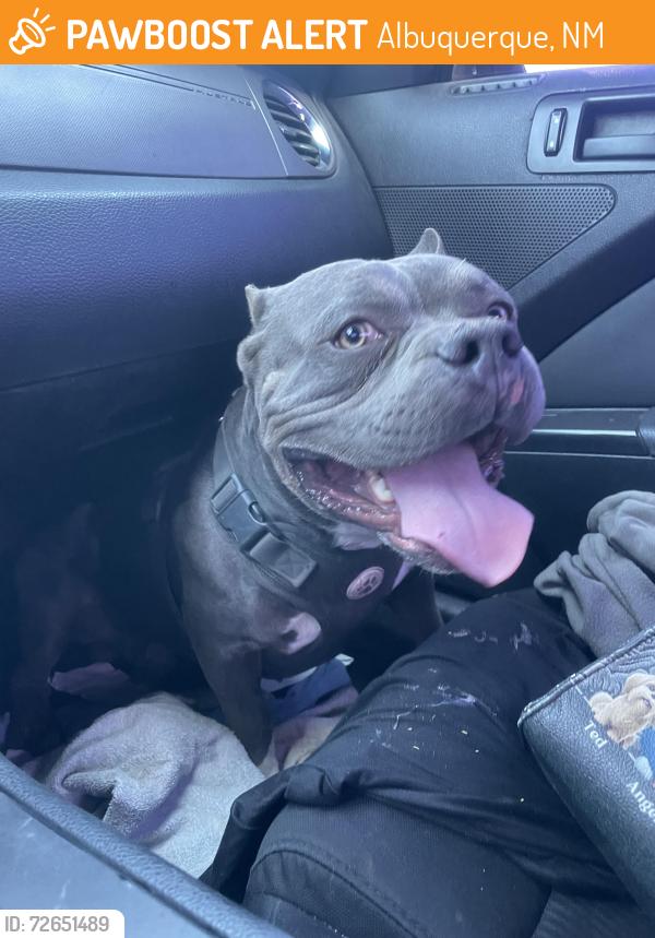 Found/Stray Male Dog last seen 98th street and Dennis Chavez middle of intersection , Albuquerque, NM 87121