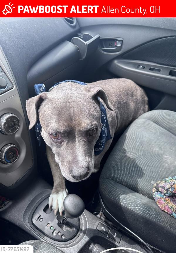 Lost Female Dog last seen Tom Fett Rd, N Phillips Rd, Allen County, OH 45850