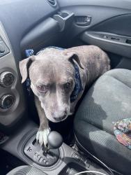 Lost Female Dog last seen Tom Fett Rd, N Phillips Rd, Allen County, OH 45850