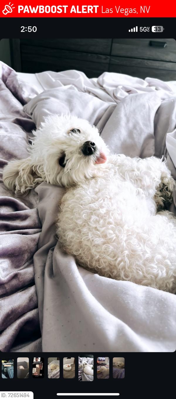 Lost Female Dog last seen Tropicana and boulder , Las Vegas, NV 89122