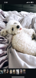 Lost Female Dog last seen Tropicana and boulder , Las Vegas, NV 89122