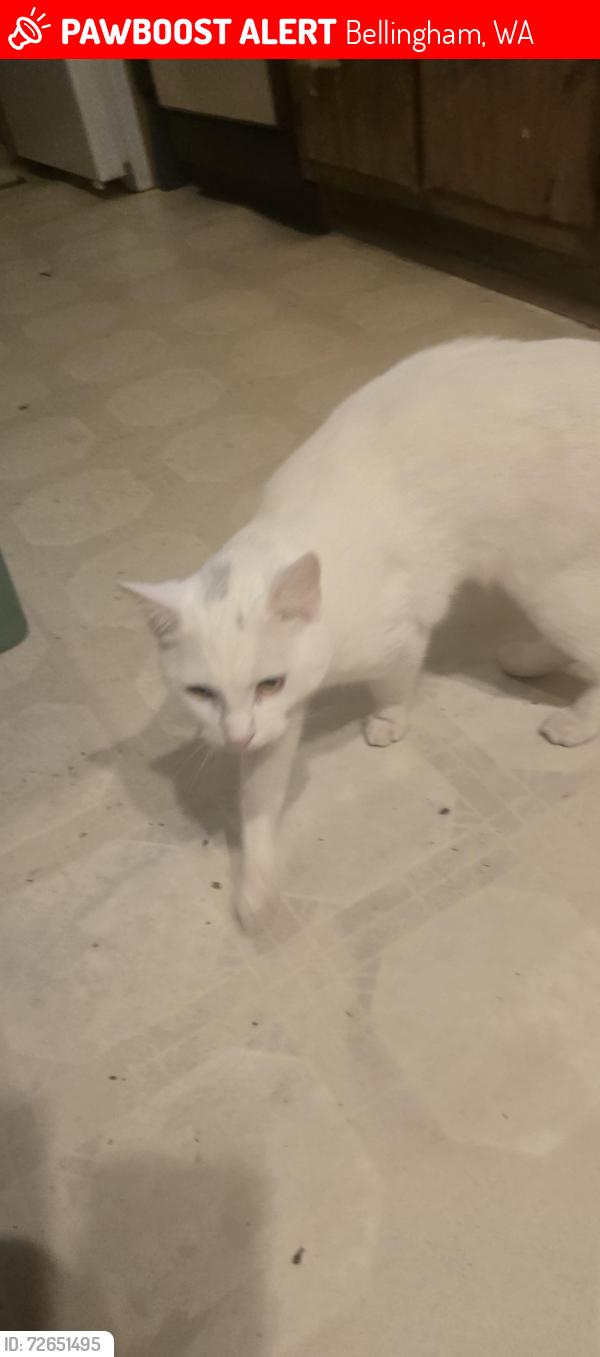 Lost Male Cat last seen Rural ave, , Bellingham, WA 98226