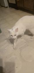 Lost Male Cat last seen Rural ave, , Bellingham, WA 98226