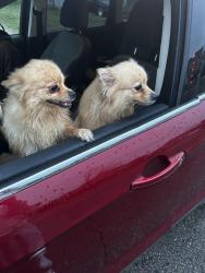 Found/Stray Female Dog last seen Nina Marie Avenue , Murfreesboro, TN 37129