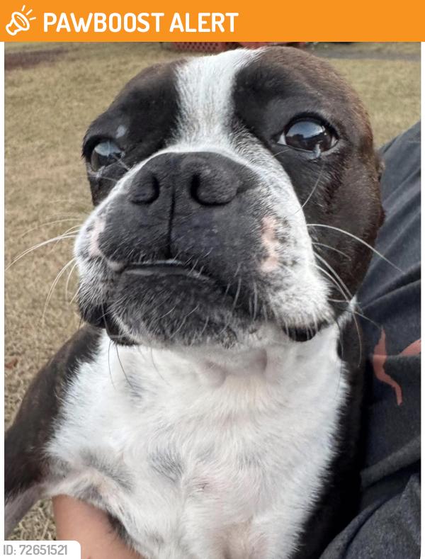 Found/Stray Female Dog last seen Neighborhood off Tom Starling, Cumberland County, NC 28306