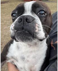 Found/Stray Female Dog last seen Neighborhood off Tom Starling, Cumberland County, NC 28306