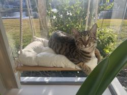 Lost Male Cat last seen Mc queens ct & queens Harbour drive, Jacksonville, FL 32225