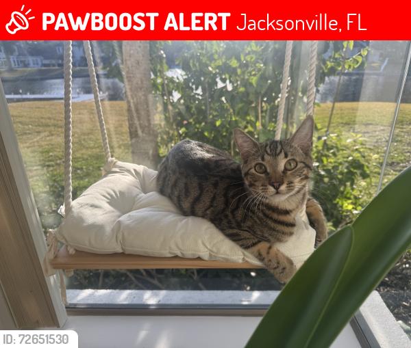 Lost Male Cat last seen Mc queens ct & queens Harbour drive, Jacksonville, FL 32225
