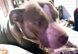 Lost Female Dog last seen Park Ave and Swanson st Lagrange , LaGrange, GA 30240