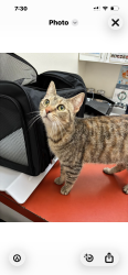 Lost Female Cat last seen Santa Monica Ave/Victoria, Channel Islands Beach, CA 93035