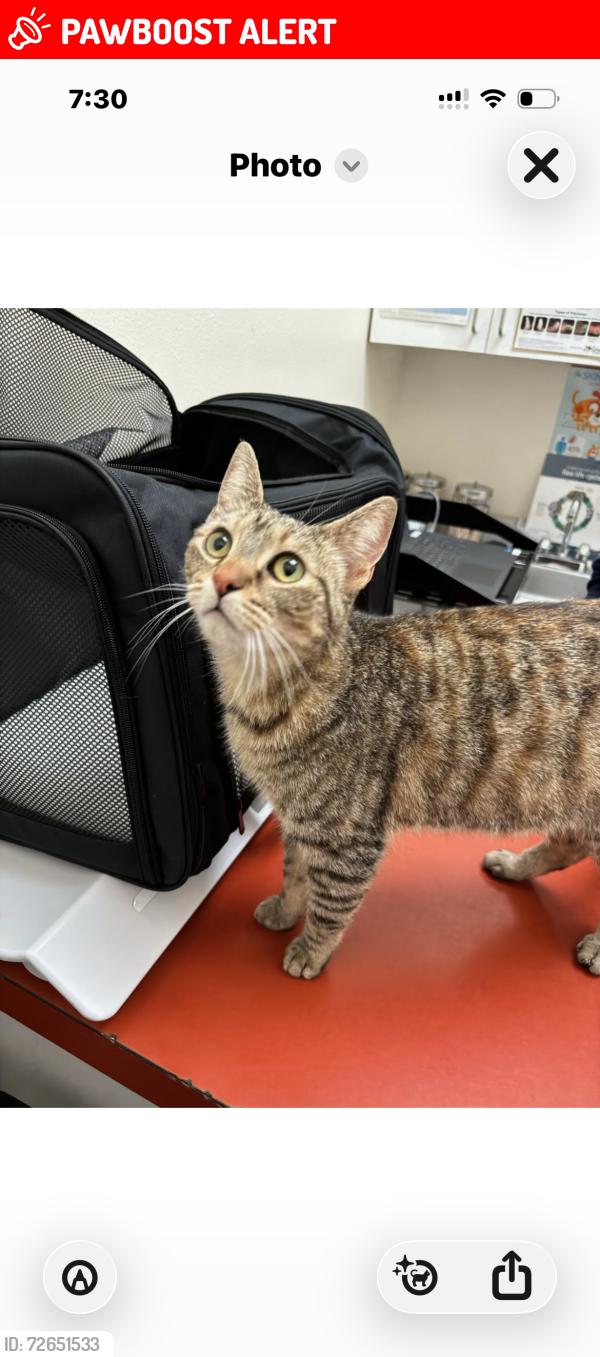 Lost Female Cat last seen Santa Monica Ave/Victoria, Channel Islands Beach, CA 93035