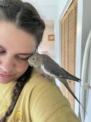 Lost Female Bird last seen Canton Lane , Streamwood, IL 60107