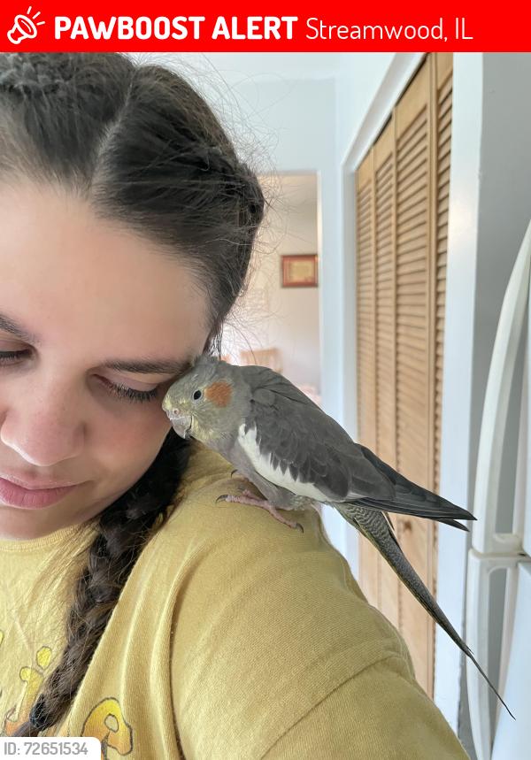 Lost Female Bird last seen Canton Lane , Streamwood, IL 60107
