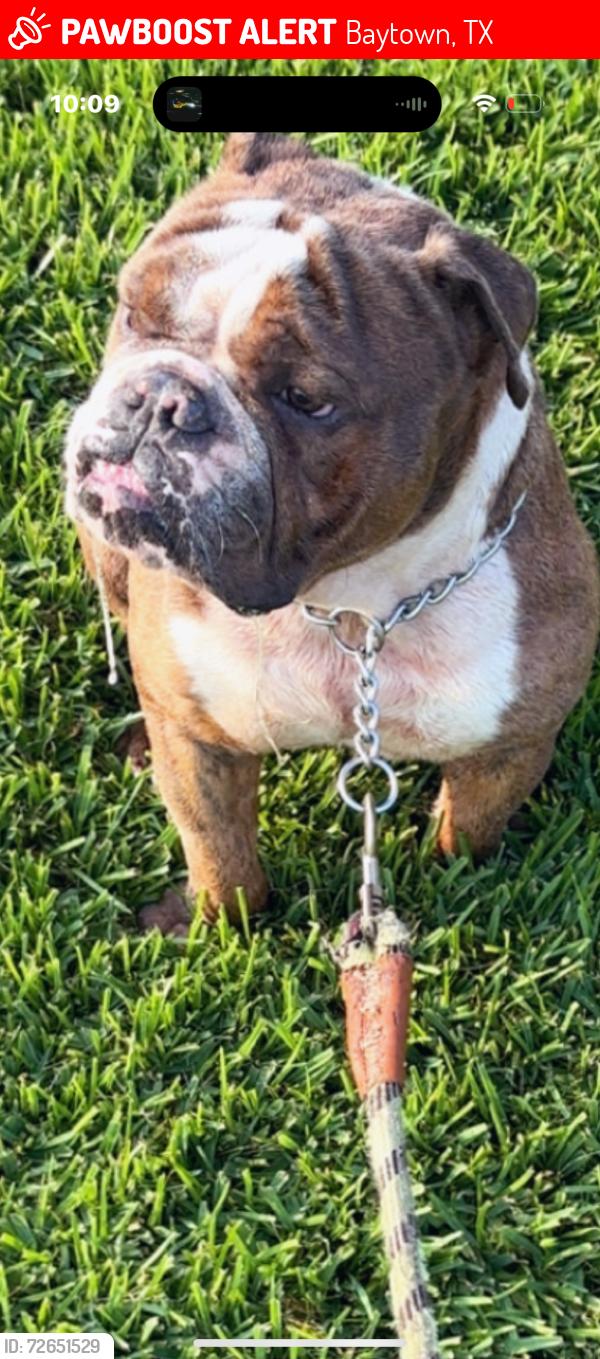 Lost Male Dog last seen hse , Baytown, TX 77520