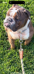 Lost Male Dog last seen hse , Baytown, TX 77520