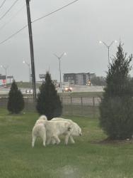 Found/Stray Unknown Dog last seen The Zoe apmts, Lacy Lakeview, TX 76705