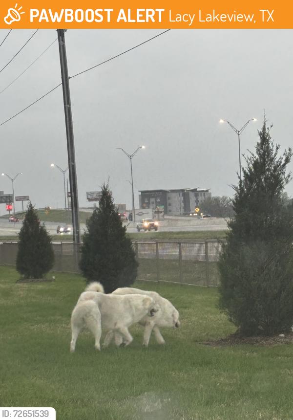 Found/Stray Unknown Dog last seen The Zoe apmts, Lacy Lakeview, TX 76705