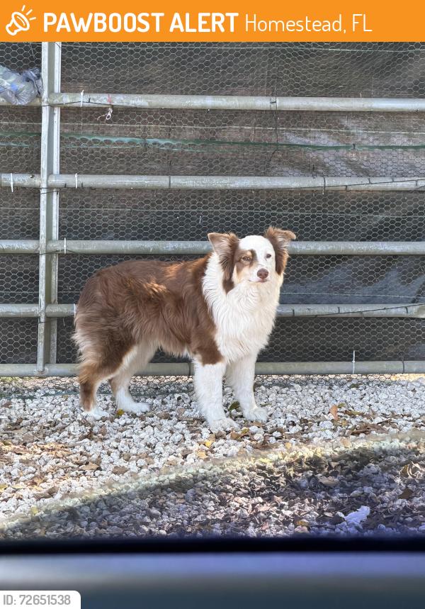 Found/Stray Female Dog last seen Near street and 182 ave, Homestead, FL 33030