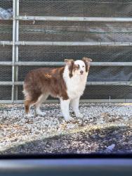 Found/Stray Female Dog last seen Near street and 182 ave, Homestead, FL 33030