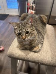 Lost Female Cat last seen North Helton rd or liberty rd, Villa Rica, GA 30180