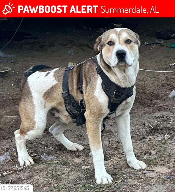 Lost Male Dog last seen Near Rada rd. And Greenwood Church rd, Summerdale, AL 36580