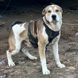 Lost Male Dog last seen Near Rada rd. And Greenwood Church rd, Summerdale, AL 36580