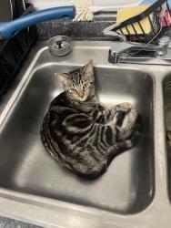Reunited Male Cat last seen last seen behind SD&A on 1st ave 27th street, Huntington, WV 25702